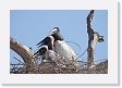 09-123 * Jabiru Storks * Jabiru Storks