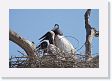 09-124 * Jabiru Storks * Jabiru Storks