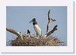 09-125 * Jabiru Storks * Jabiru Storks