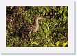 09-137 * Immature Rufescent Tiger-heron * Immature Rufescent Tiger-heron