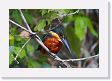 09-151 * Green-and-Rufous Kingfisher * Green-and-Rufous Kingfisher