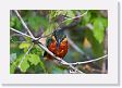 09-152 * Green-and-Rufous Kingfisher * Green-and-Rufous Kingfisher