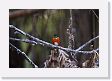 09-154 * Pygmy Kingfisher * Pygmy Kingfisher