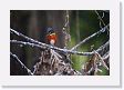 09-155 * Pygmy Kingfisher * Pygmy Kingfisher