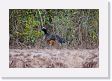 09-157 * Female Bare-faced Curassow * Female Bare-faced Curassow