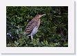 09-160 * Immature Rufescent Tiger-heron * Immature Rufescent Tiger-heron