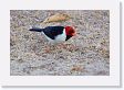 10-010 * Yellow-billed Cardinal * Yellow-billed Cardinal