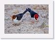 10-011 * Immature and Mature Yellow-billed Cardinals * Immature and Mature Yellow-billed Cardinals