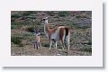 Guanacos, the first of many