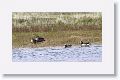 Spectacled Duck (left) and Chiloe Wigeon (right)