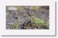 Rufous-collared Sparrow