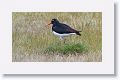 American Oystercatcher