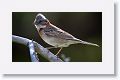 Rufous-collared Sparrow