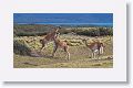 Young male Guanacos sparing