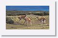 Young male Guanacos sparing