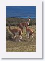 Young male Guanacos sparing