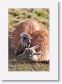 Young male Guanacos sparing