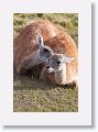 Young male Guanacos sparing