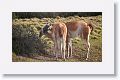 Young male Guanacos sparing