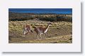 Young male Guanacos sparing