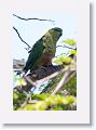 Austral Parakeet