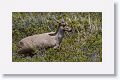 An engandered Andean Deer, Huemul