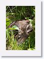 Its newborn fawn resting in the brush