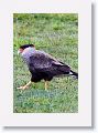 Southern Caracara