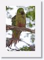 Austral Parakeet