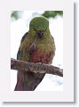 Austral Parakeet