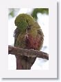 Austral Parakeet