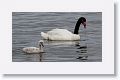 Black-necked Swan