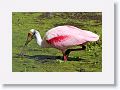 Roseate Spoonbill on Alligator Alley trail