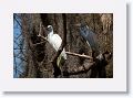 Little Blue and Tri-color Heron on Alligator Alley trail