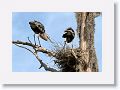 Great Blue Herons nesting on Alligator Alley trail