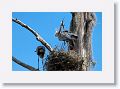 Great Blue Herons nesting on Alligator Alley trail