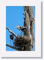 Great Blue Herons nesting on Alligator Alley trail