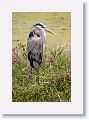 Great Blue Heron on Alligator Alley trail