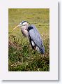 Great Blue Heron on Alligator Alley trail