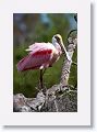 Roseate Spoonbill on Alligator Alley trail