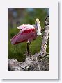 Roseate Spoonbill on Alligator Alley trail