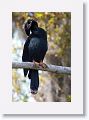 Anhinga on Alligator Alley trail