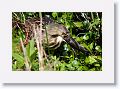 American Bittern on Marsh Rabbit Run trail