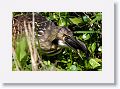 American Bittern on Marsh Rabbit Run trail