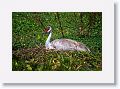 Sandhill Crane nesting on Marsh Rabbit Run trail