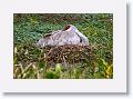 Sandhill Crane nesting on Marsh Rabbit Run trail