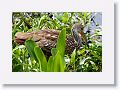 Limpkin on Wading Bird Way trail