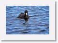 Coot on Wading Bird Way trail