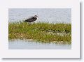 Great Blue Heron on Wading Bird Way trail