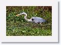 Great Blue Heron on Wading Bird Way trail